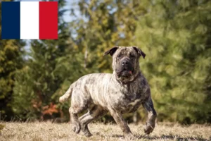 Read more about the article Presa Canario breeders and puppies in France