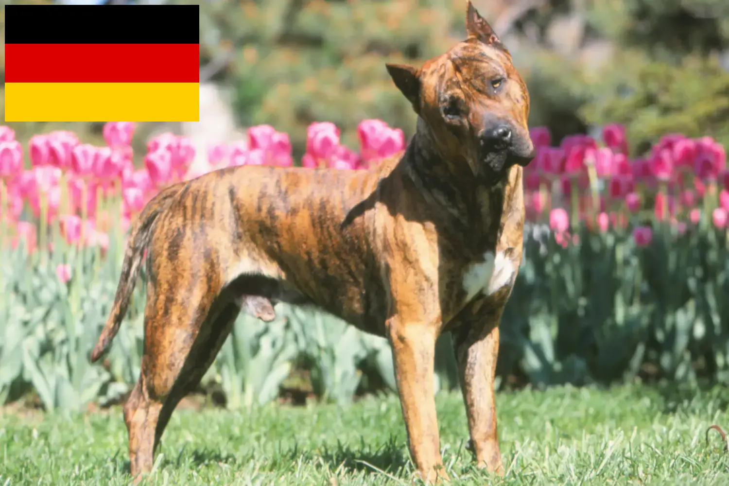 Read more about the article Presa Canario breeders and puppies in Germany