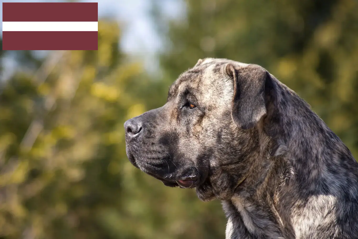 Read more about the article Presa Canario breeders and puppies in Latvia