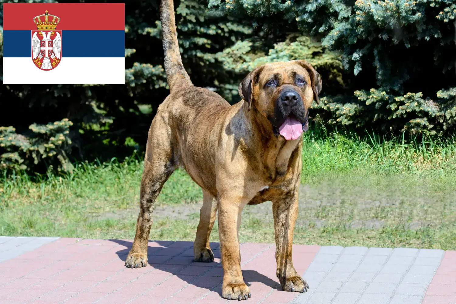 Read more about the article Presa Canario breeders and puppies in Serbia