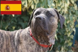 Read more about the article Presa Canario breeders and puppies in Spain