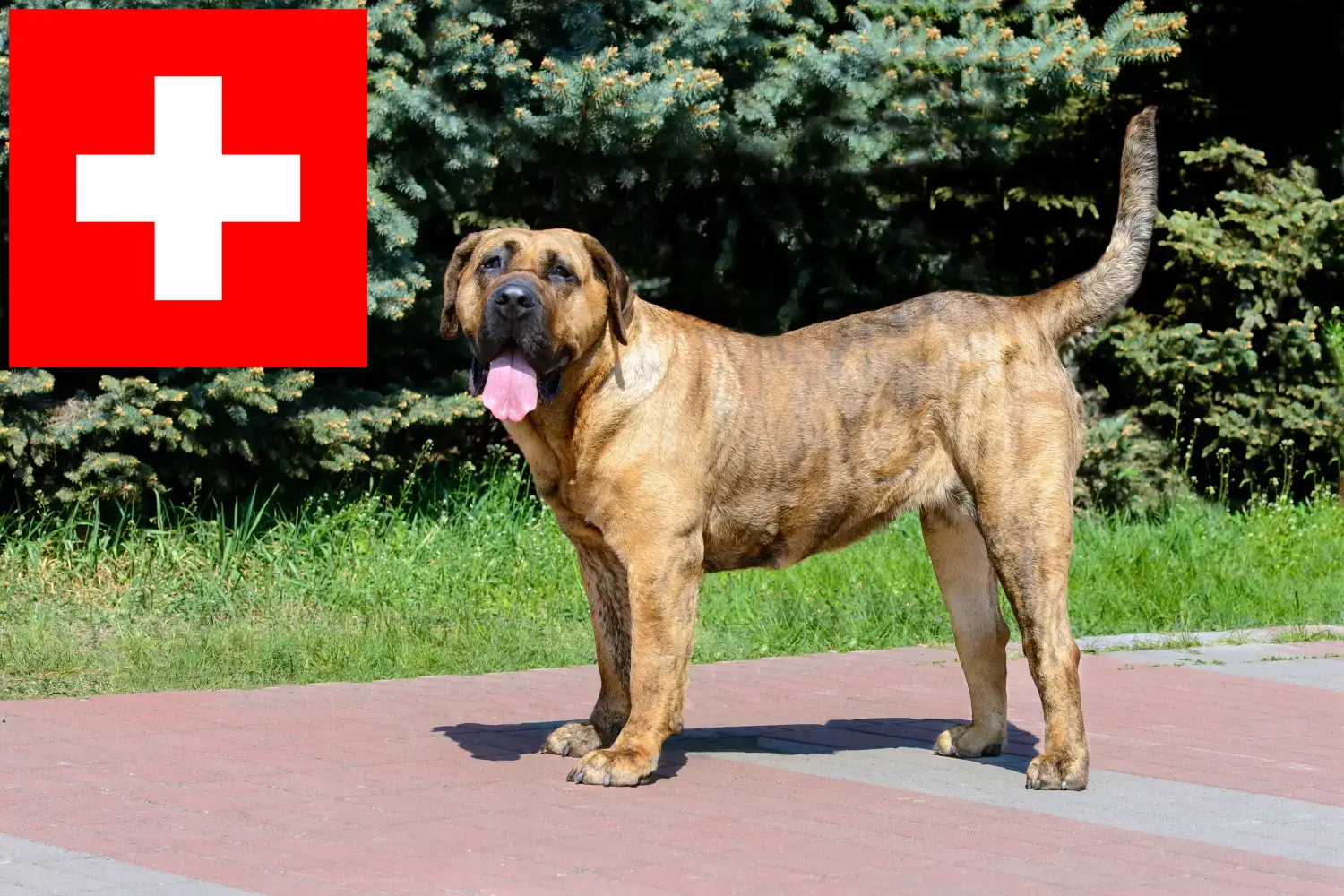 Read more about the article Presa Canario breeders and puppies in Switzerland