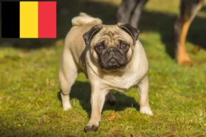 Read more about the article Pug breeders and puppies in Belgium