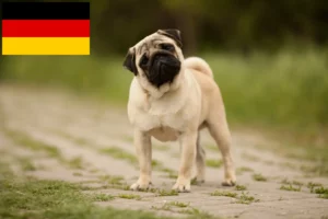 Read more about the article Pug breeders and puppies in Germany