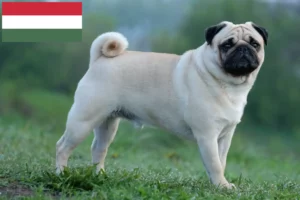 Read more about the article Pug breeders and puppies in Hungary