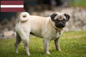 Read more about the article Pug breeders and puppies in Latvia