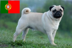 Read more about the article Pug breeders and puppies in Portugal