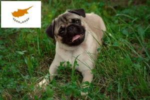 Read more about the article Pug breeders and puppies in Cyprus