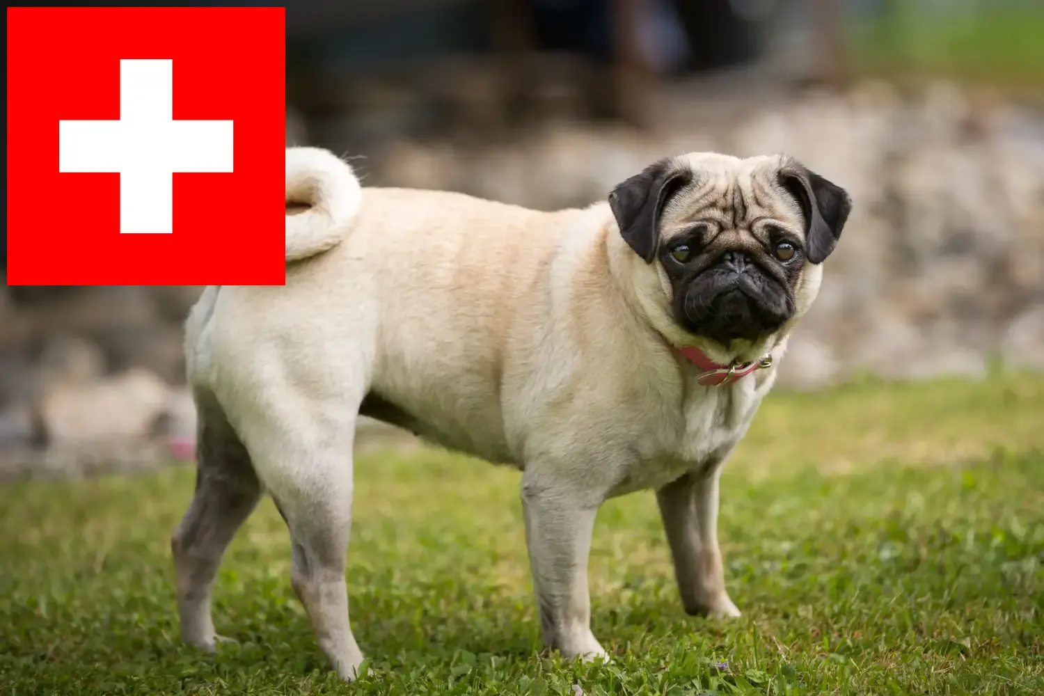 Read more about the article Pug breeders and puppies in Switzerland