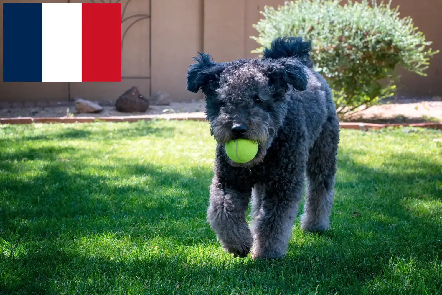 Read more about the article Pumi breeders and puppies in France