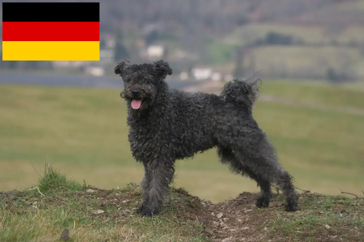 Read more about the article Pumi breeders and puppies in Germany