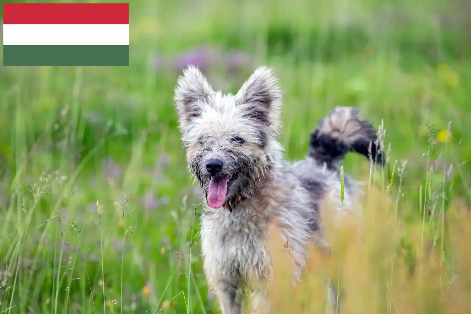 Read more about the article Pumi breeders and puppies in Hungary