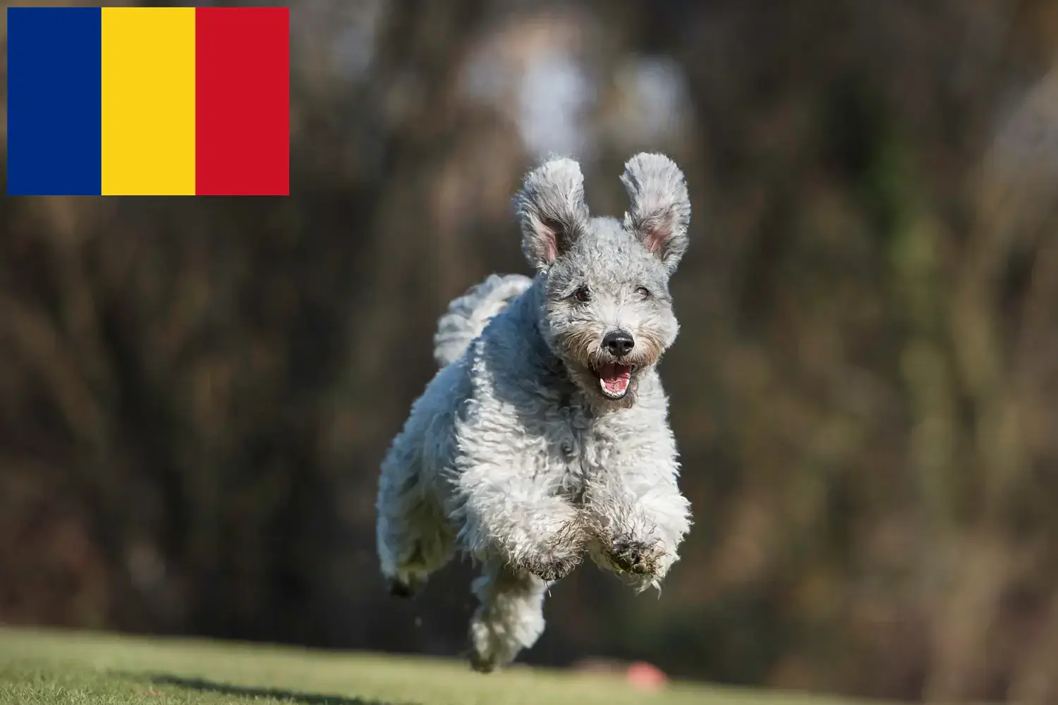 Read more about the article Pumi breeders and puppies in Romania