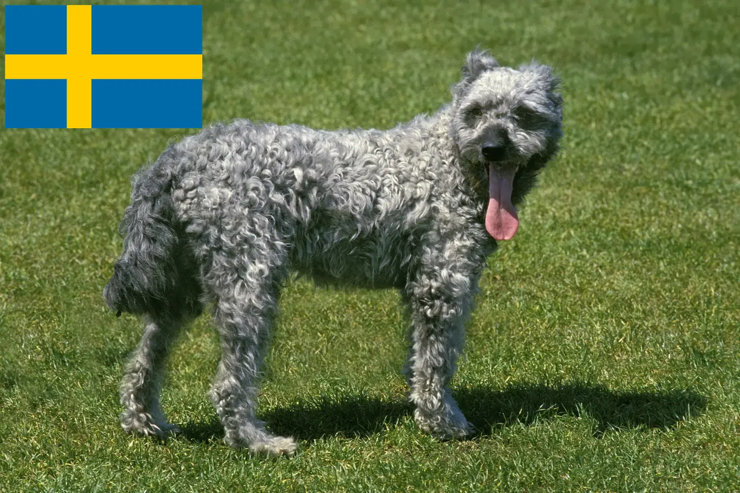 Read more about the article Pumi breeders and puppies in Sweden
