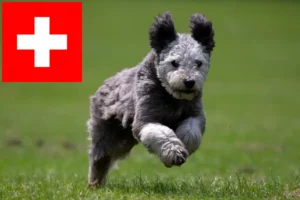 Read more about the article Pumi breeders and puppies in Switzerland