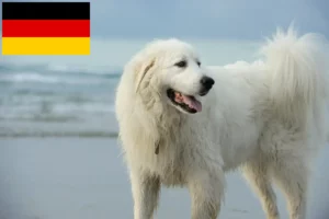 Read more about the article Pyrenean Mountain Dog breeders and puppies in Germany