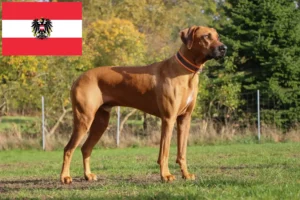 Read more about the article Rhodesian Ridgeback breeders and puppies in Austria