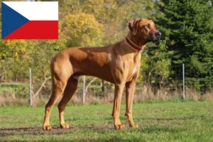 Read more about the article Rhodesian Ridgeback breeders and puppies in the Czech Republic