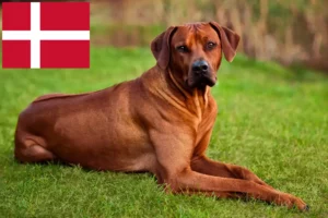 Read more about the article Rhodesian Ridgeback breeders and puppies in Denmark