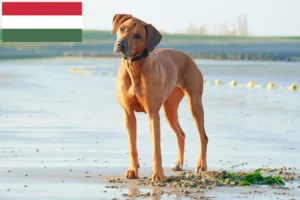 Read more about the article Rhodesian Ridgeback breeders and puppies in Hungary