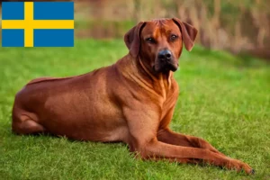 Read more about the article Rhodesian Ridgeback breeders and puppies in Sweden