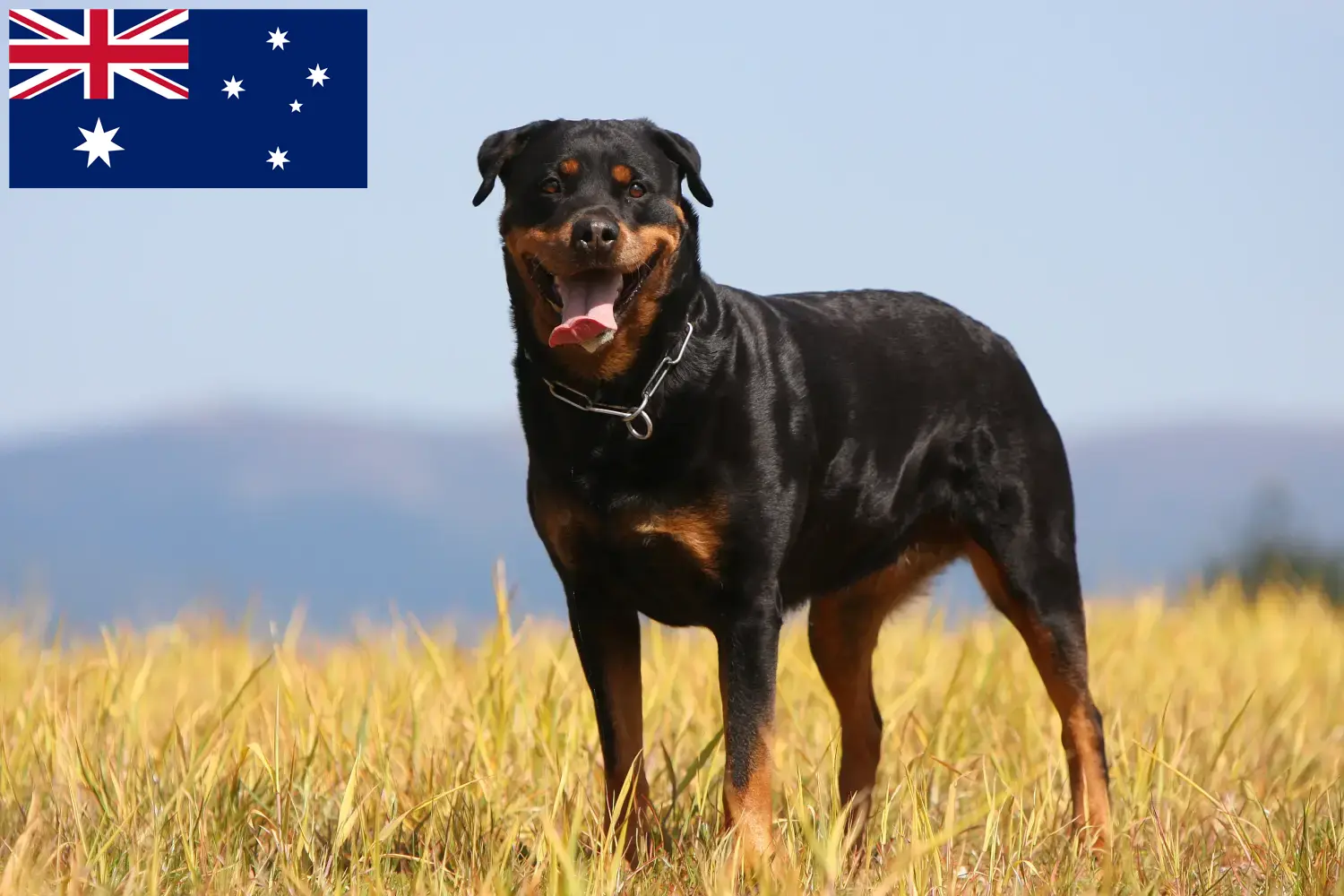 Read more about the article Rottweiler breeders and puppies in Australia