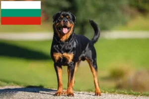 Read more about the article Rottweiler breeders and puppies in Bulgaria