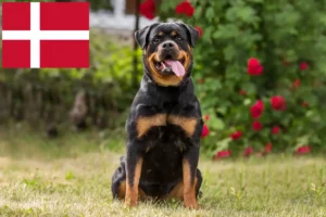 Read more about the article Rottweiler breeders and puppies in Denmark