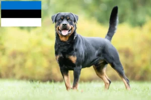 Read more about the article Rottweiler breeders and puppies in Estonia