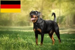 Read more about the article Rottweiler breeders and puppies in Germany