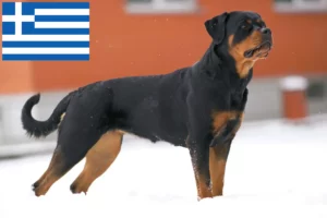 Read more about the article Rottweiler breeders and puppies in Greece