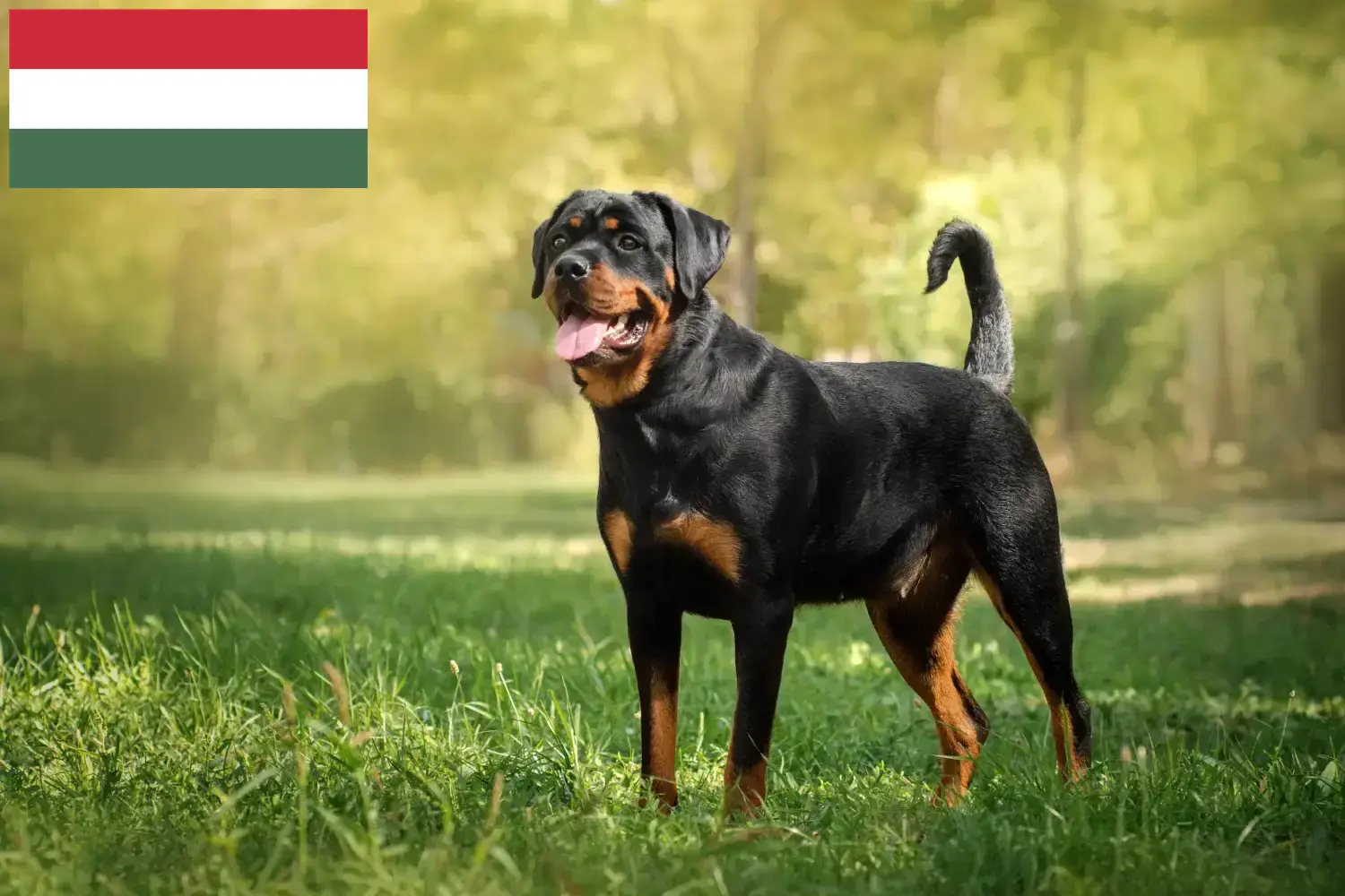 Read more about the article Rottweiler breeders and puppies in Hungary