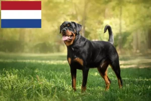 Read more about the article Rottweiler breeders and puppies in the Netherlands