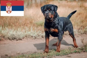 Read more about the article Rottweiler breeders and puppies in Serbia