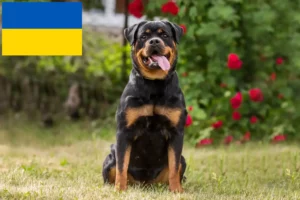 Read more about the article Rottweiler breeders and puppies in Ukraine