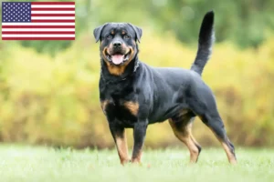 Read more about the article Rottweiler breeders and puppies in the USA