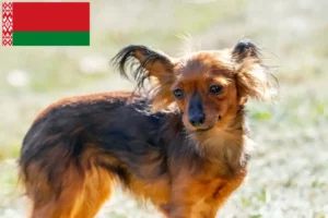 Read more about the article Russkiy Toy breeders and puppies in Belarus