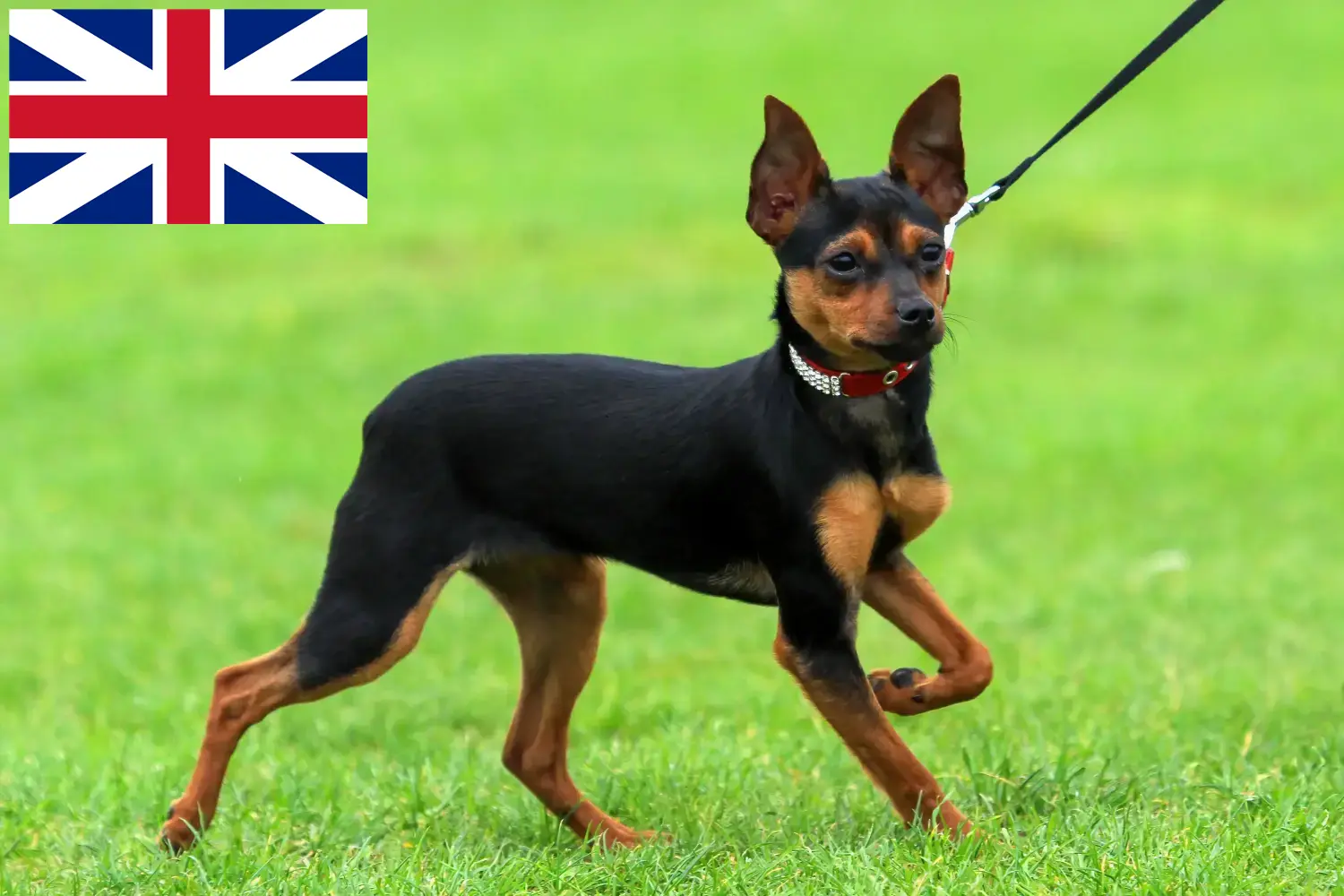 Read more about the article Russkiy Toy breeders and puppies in Great Britain