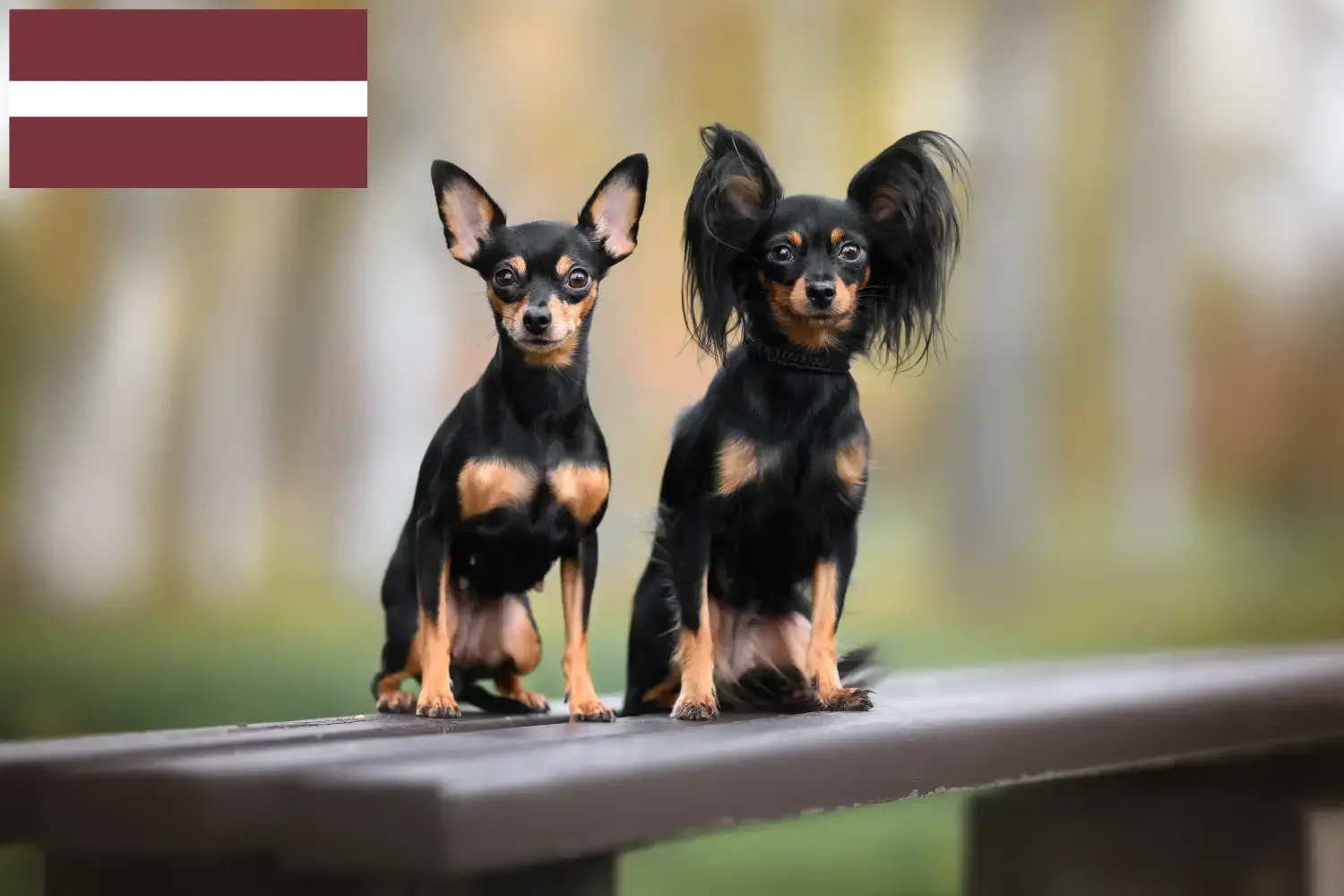 Read more about the article Russkiy Toy breeders and puppies in Latvia