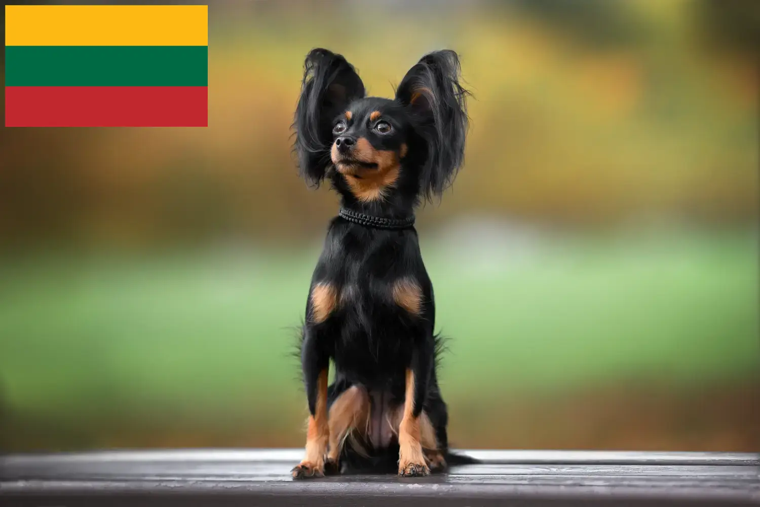 Read more about the article Russkiy Toy breeders and puppies in Lithuania