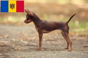 Read more about the article Russkiy Toy breeders and puppies in Republic of Moldova