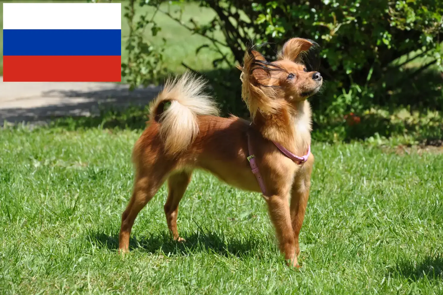 Read more about the article Russkiy Toy breeders and puppies in Russia