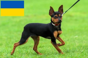 Read more about the article Russkiy Toy breeders and puppies in Ukraine