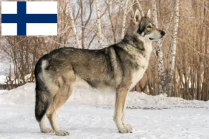 Read more about the article Saarloos wolfdog breeders and puppies in Finland