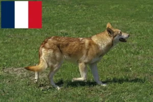 Read more about the article Saarloos wolfdog breeders and puppies in France