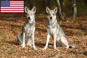 Read more about the article Saarloos wolfdog breeders and puppies in the USA