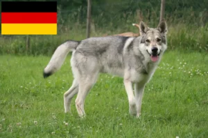 Read more about the article Saarloos Wolfhound breeders and puppies in Germany