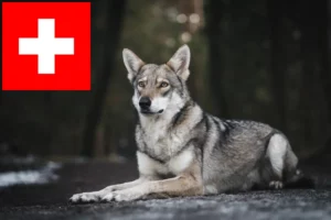 Read more about the article Saarloos wolfhound breeders and puppies in Switzerland