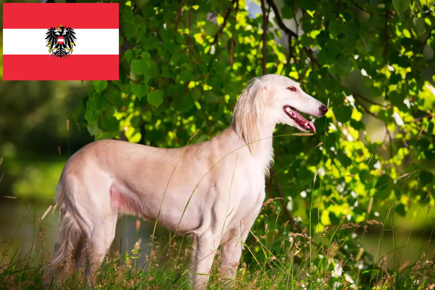 Read more about the article Saluki breeders and puppies in Austria