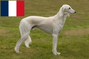 Read more about the article Saluki breeders and puppies in France